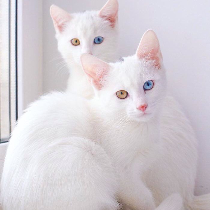 white cats with multi-colored eyes