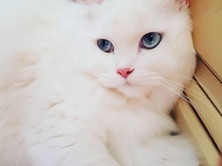 11 Fascinating White Cat Facts You Didn’t Know