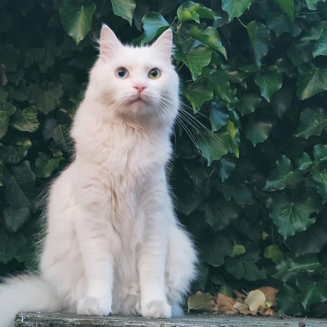 White cat sitting outside.