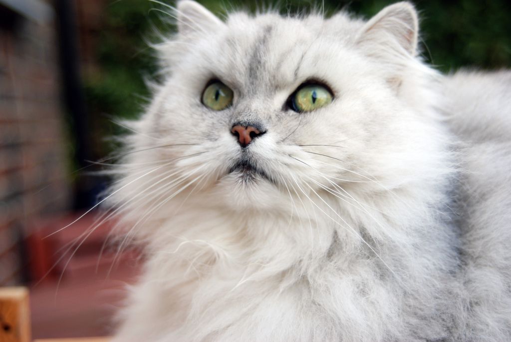 A white Persian cat with green eyes.