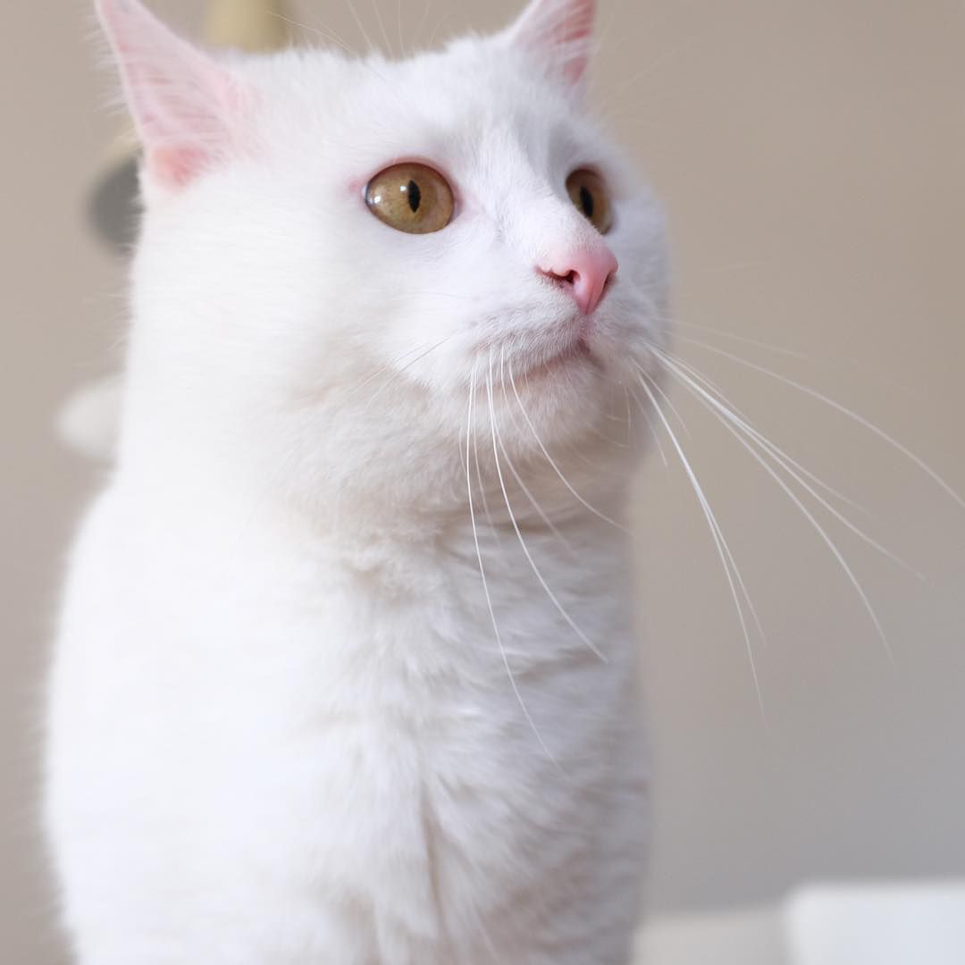 white cat