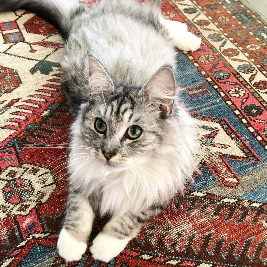 A Norwegian Forest cat with green eyes on a Persian rug