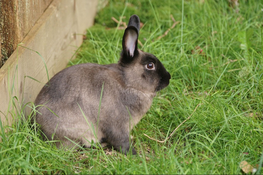 Rabbit with sable colored fur