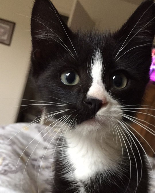 A close-up of a tuxedo kitten looking into the camera