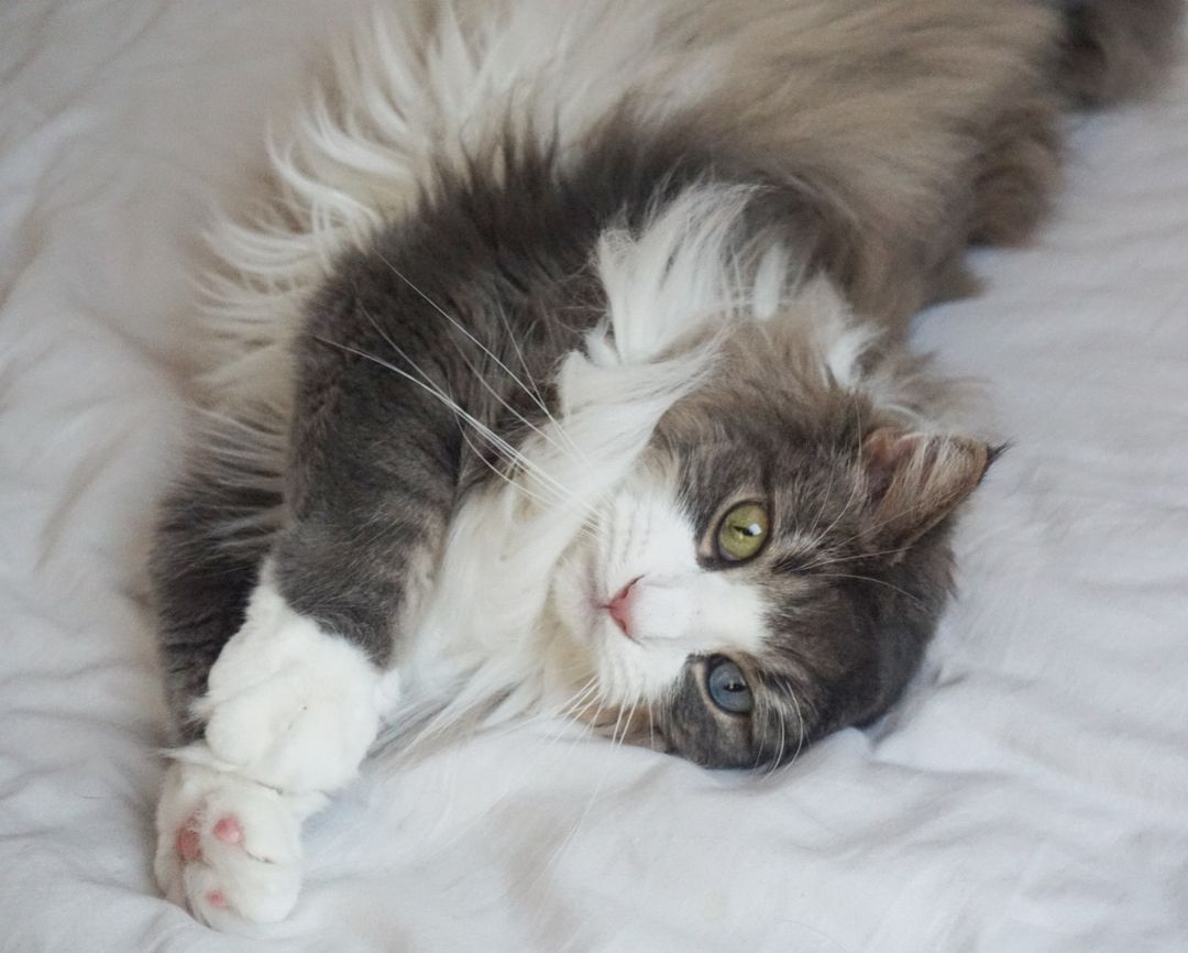 A Norwegian Forest cat lounging in bed