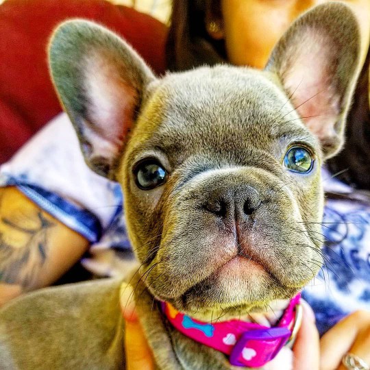 A close-up of a French bulldog puppy.