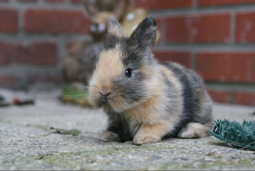 Tortoiseshell bunny rabbit fur example