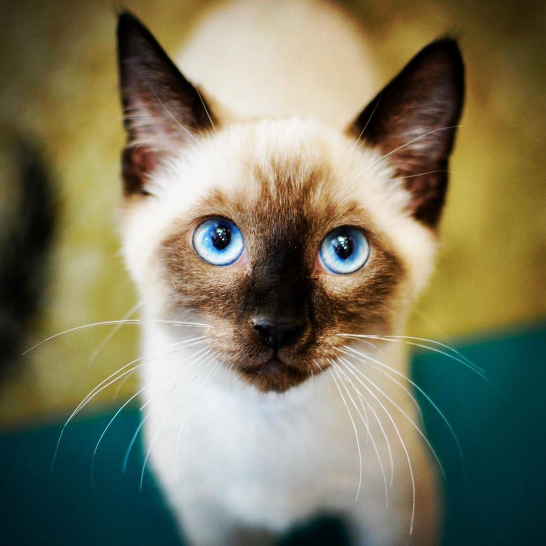 A Siamese cat looking up into the camera