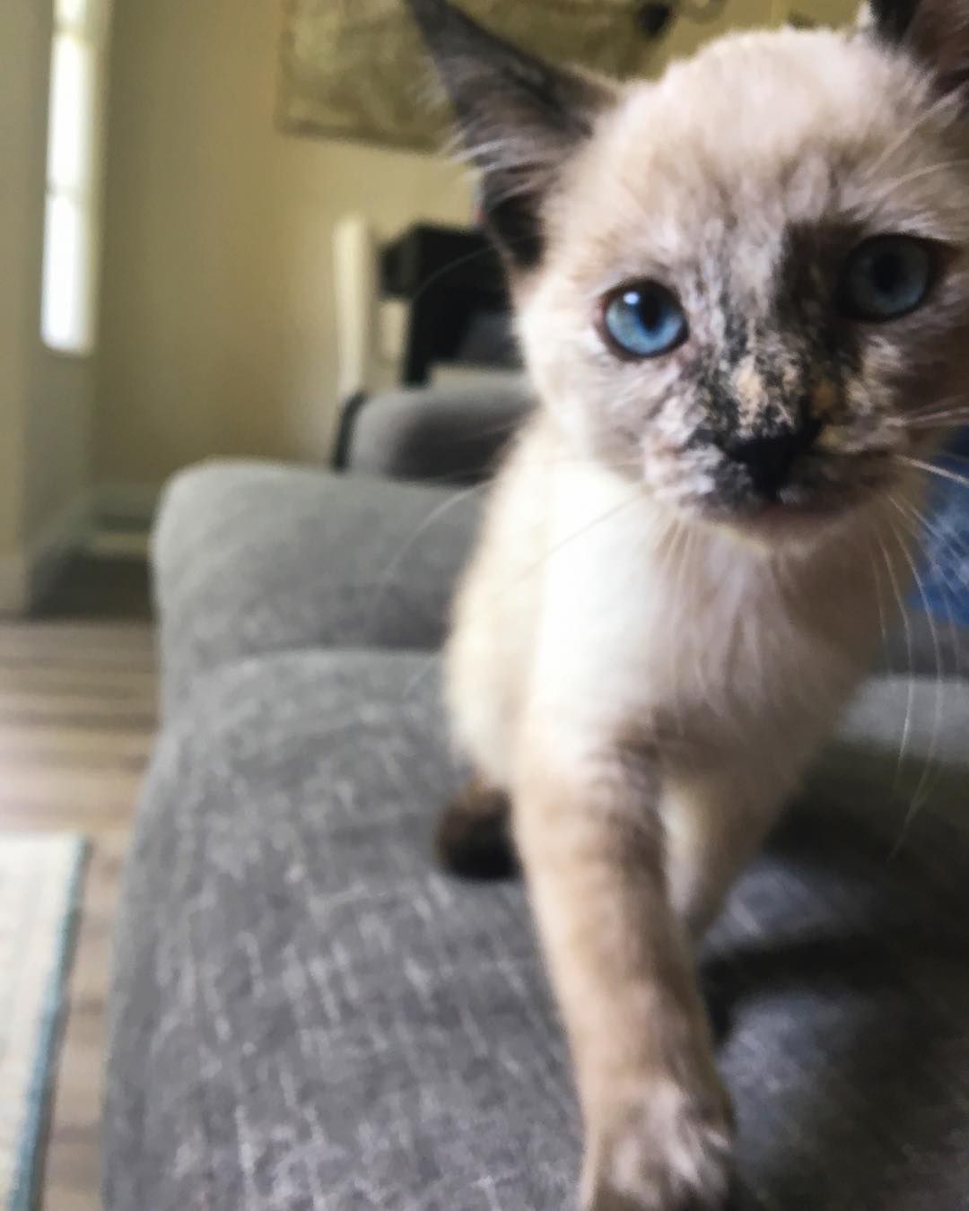 A Siamese kitten on a couch