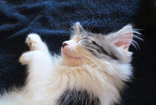 maine coon cat asleep on blanket