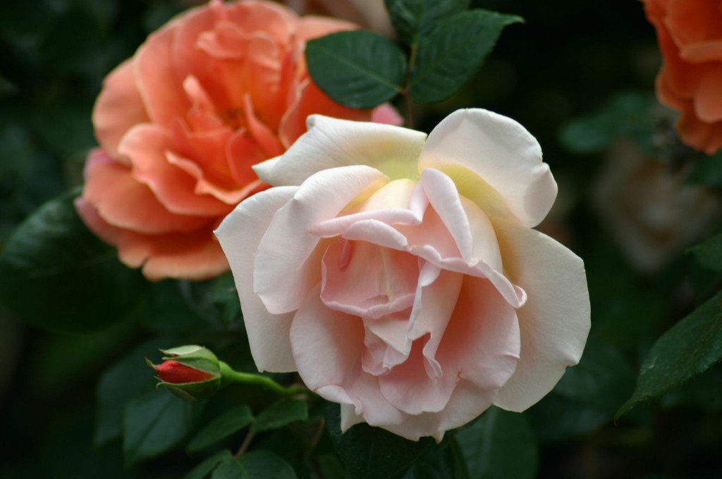 royal sunset roses