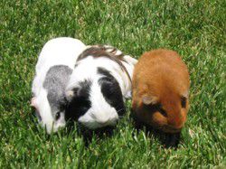 Guinea Pigs - Winky, Bear, and Lemmi