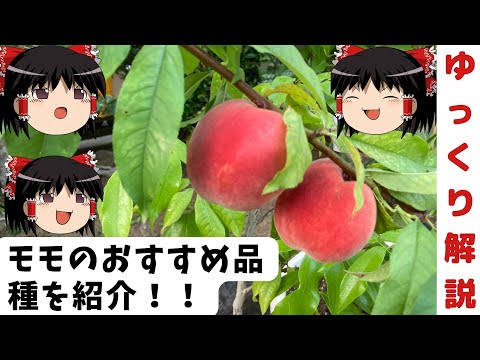 桃の缶詰に最適な品種は？絶対失敗しない選び方とコツ3つ