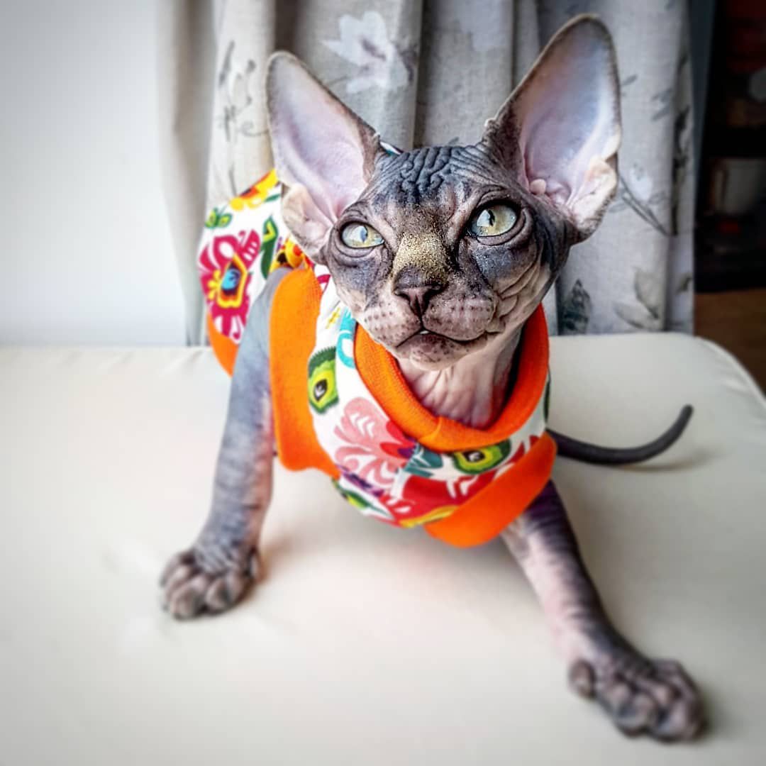 Sphynx cat in top