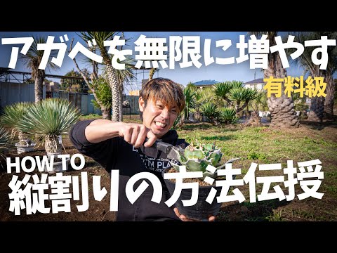 アガベの繁殖方法をプロが解説！種・仔株・珠芽で増やす3つの実践的ステップ