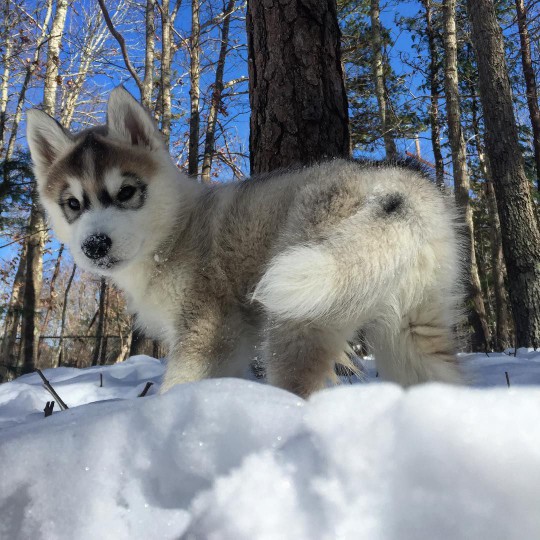 A Siberian husky puppy playing in snow.