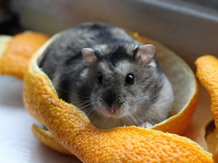 How to Care for a Pet Dwarf Hamster