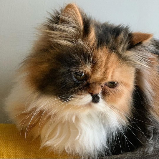 A tri-colored Persian cat looking down.