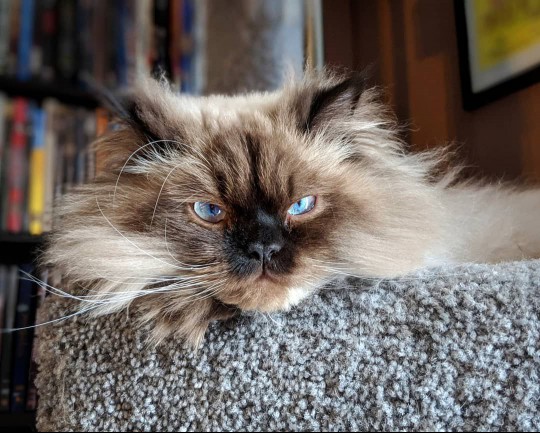 A grumpy looking Persian cat with blue eyes.