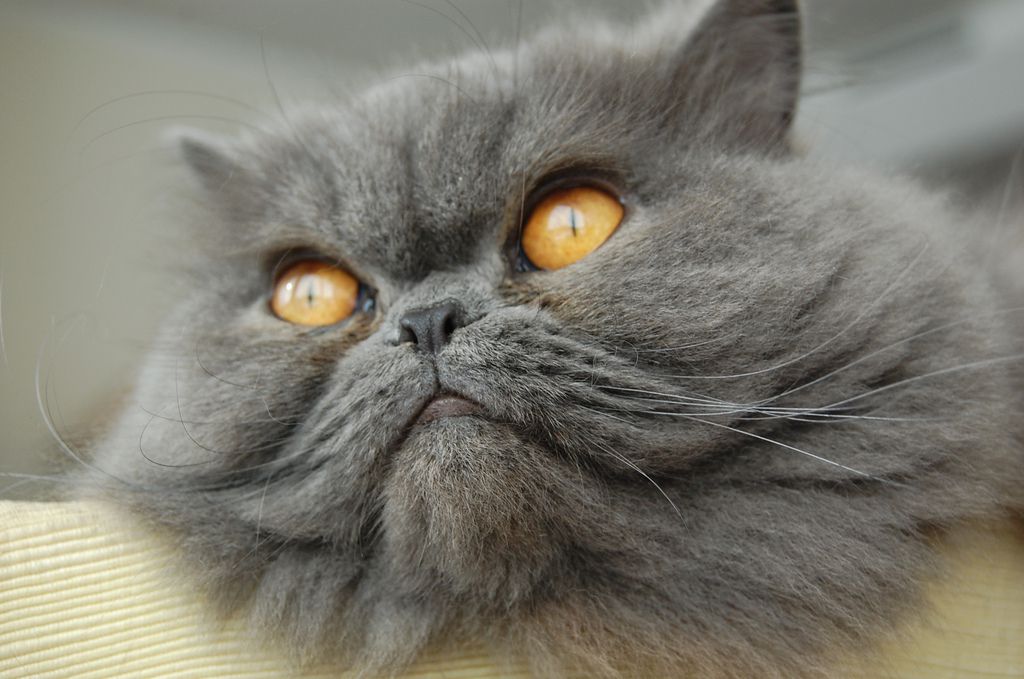 A grey Persian cat with yellow eyes.