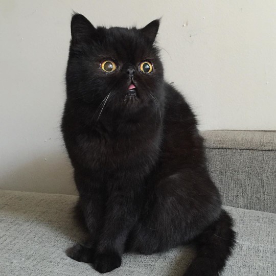A black Persian cat with yellow eyes.