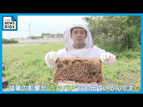 気候変動でミツバチやチョウが減少中？今すぐできる3つの対策