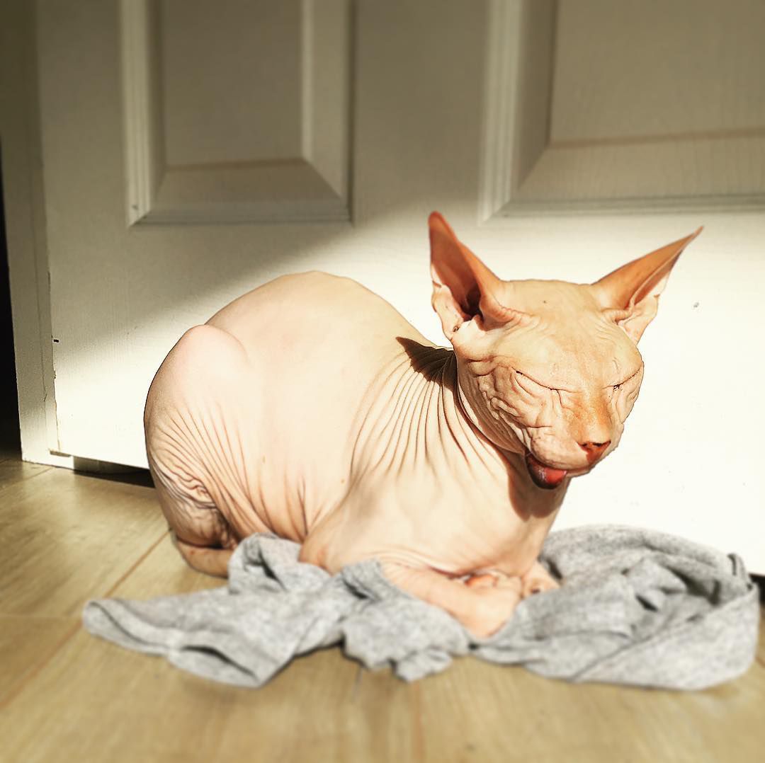 Sphynx cat in sun