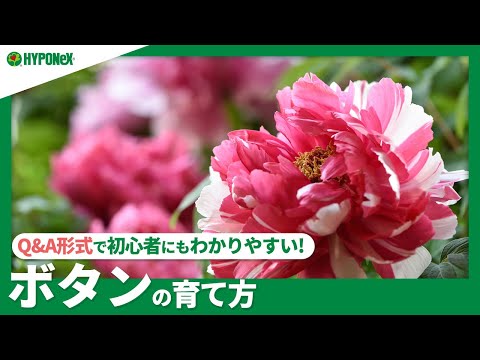 牡丹の肥料でやりがちな5つの間違いと正しい方法