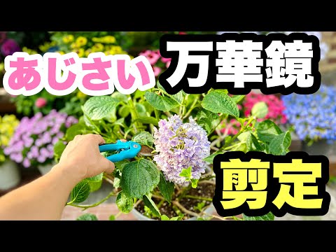 紫陽花の植え付けは秋がベスト！成功率を上げる3つのコツ
