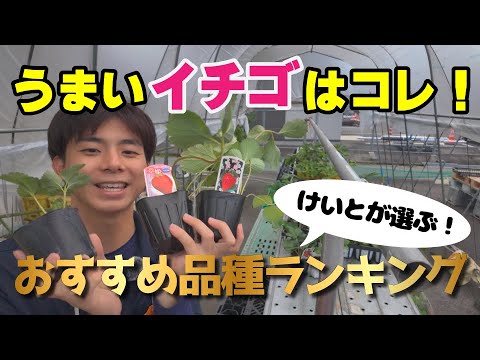 南部で育てるベリーおすすめ品種と栽培のコツ