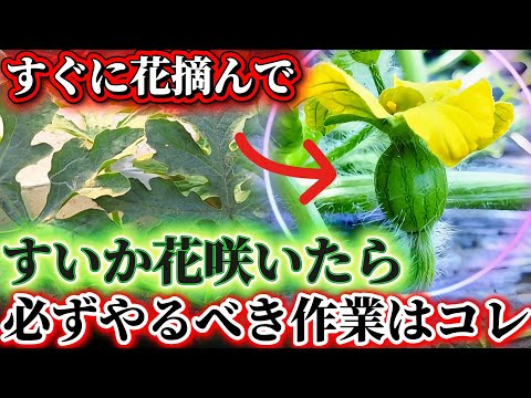 スイカ栽培でよくある5つのミスとは？私が実践した解決法を紹介