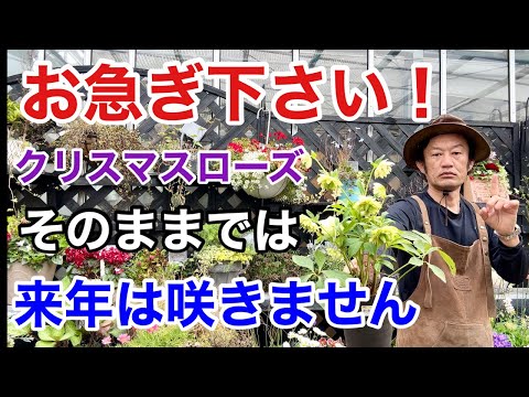 ホリデーシーズン後の植物ケア、翌年も花を咲かせる簡単コツ