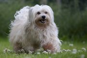 Havanese dog walking on a flowery lawn