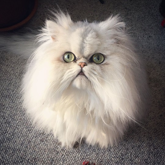 A white Persian cat with green eyes.
