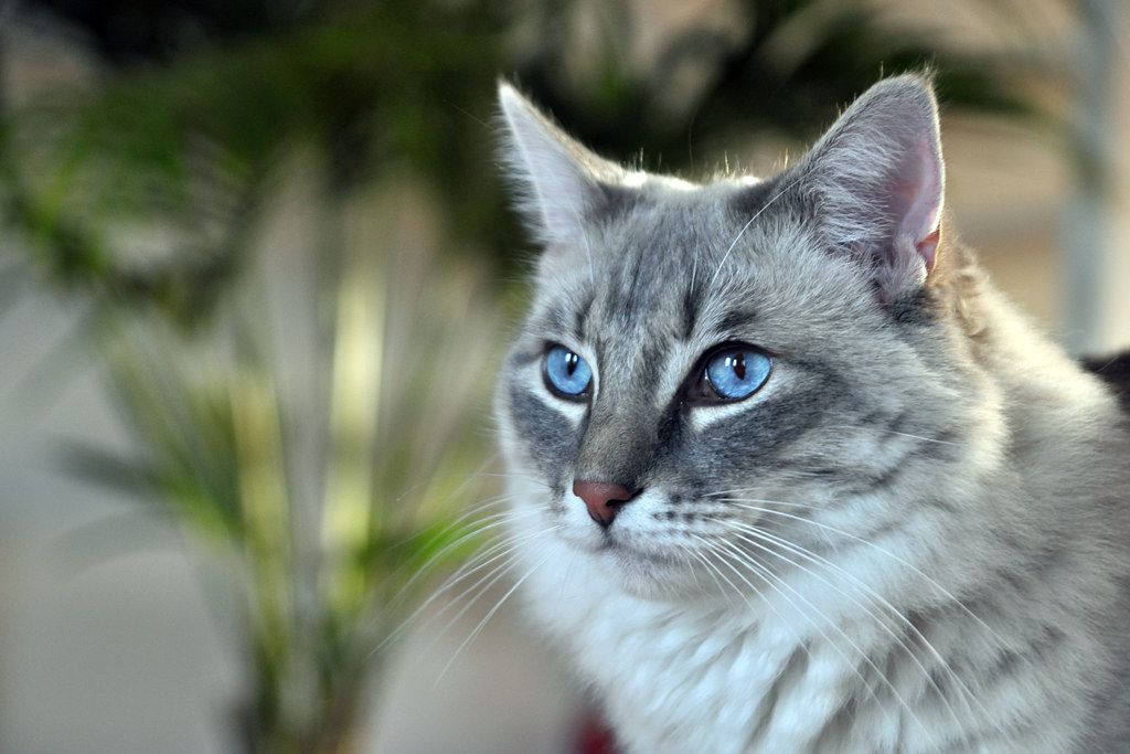 An adult ragdoll cat looking out a window.
