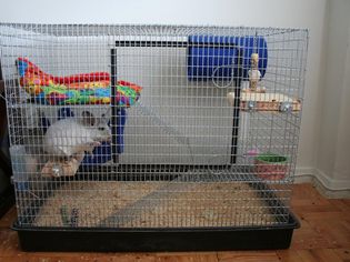 Chinchilla Cages