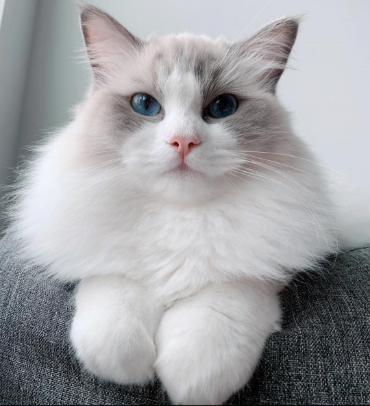 A Ragdoll cat looking over the edge of a sofa.