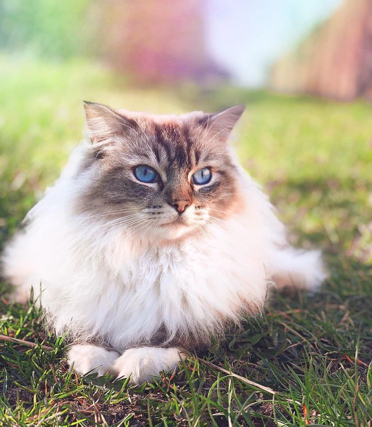 A ragdoll cat sitting outside.