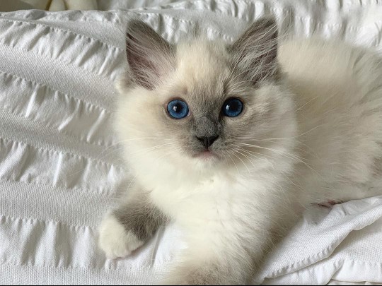 A white ragdoll cat looking into the camera.