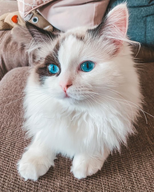 A close-up of a ragdoll cat with blue eyes