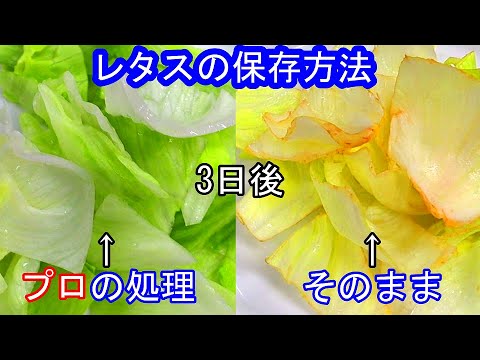 レタスを収穫後もシャキシャキに保つ3つの秘訣