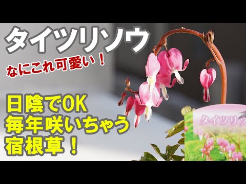 Bleeding Heartを室内で育てる3つのコツと休眠管理の秘訣