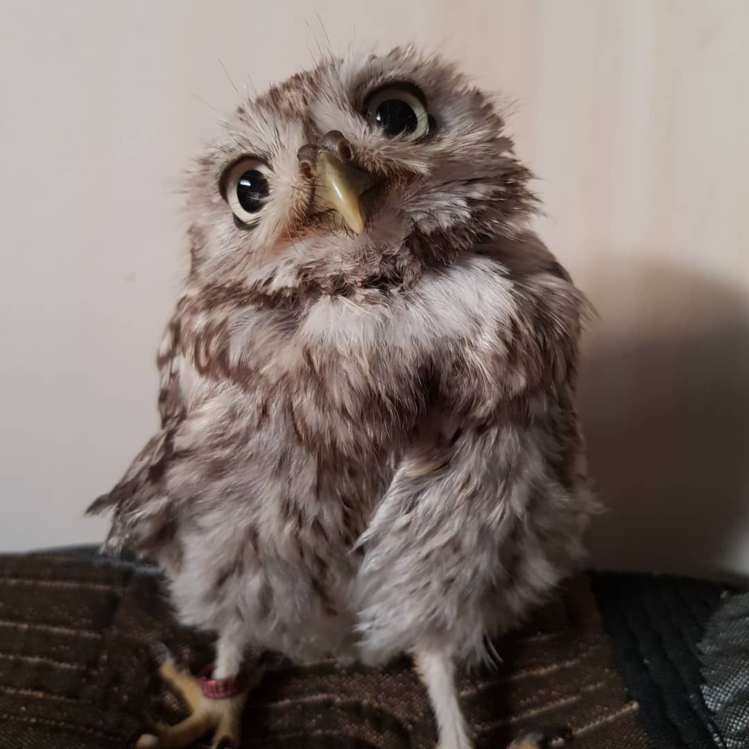 baby owl