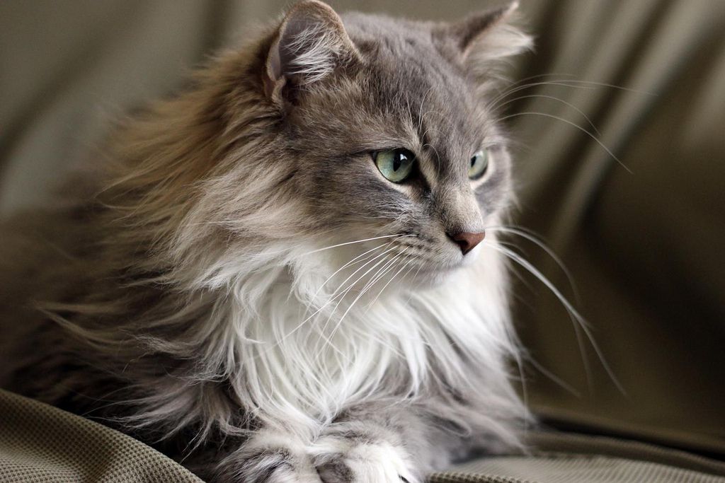 maine coon cat in sunlight