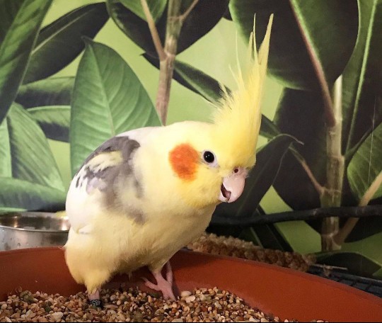 cockatiel smiling