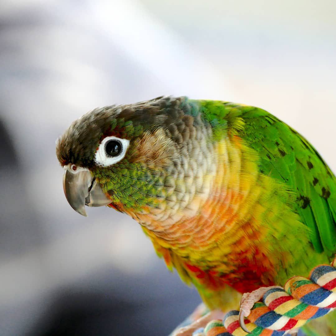 conure