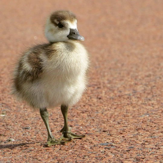 young duckling