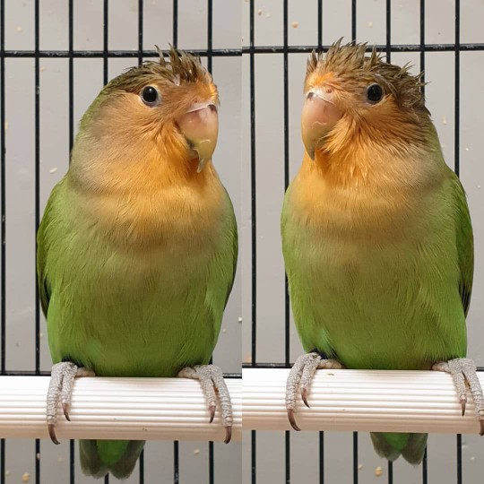lovebirds