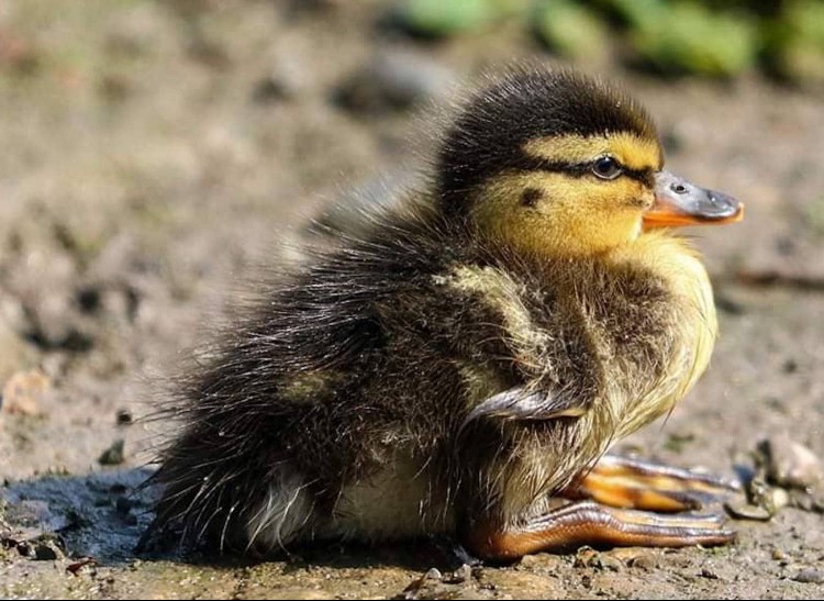 duckling outside