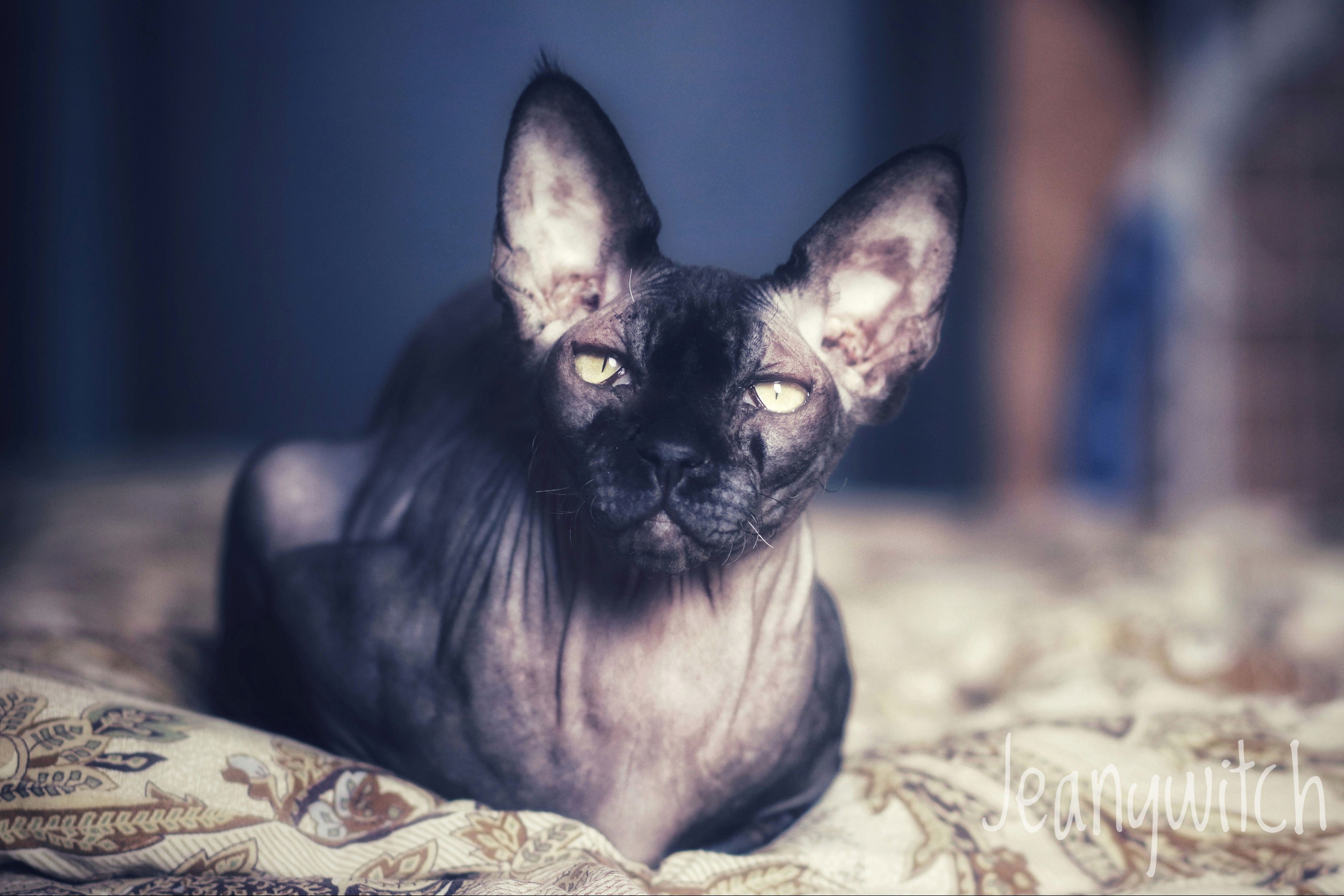 Black sphynx cat